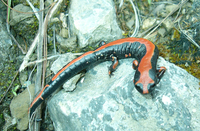 : Bolitoglossa lincolni