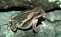 : Bufo nebulifer; Gulf Coast Toad