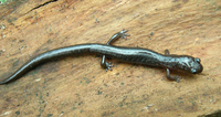 : Pseudoeurycea rex