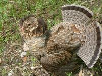: Bonasa umbellus
