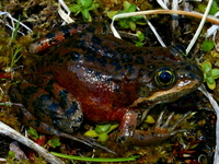 : Rana pretiosa; Oregon Spotted Frog