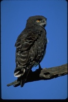 : Circaetus pectoralis; Black Chested Snake Eagle