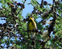 : Dendroica magnolia; Magnolia Warbler