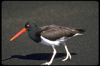 : Haematopus palliatus galapagensis; American Oystercatcher