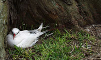 : Phaethon rubricauda rothschildi; Red Tailed Tropicbird Adult