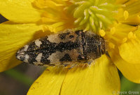 : Acmaeodera hepburni