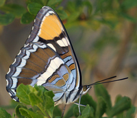 : Adelpha bredowii ssp. californica; California Sister