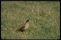 : Turdus falcklandii; Austral Thrush