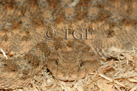 : Cerastes cerastes; Desert Horned Viper