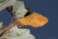 : Heteroecus melanoderma; Golden Gall Wasp;