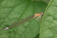 : Ischnura elegans