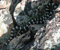 : Lampropeltis zonata; Mountain Kingsnake