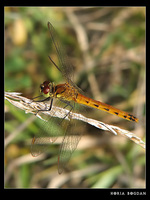: Sympetrum depressiusculum; Eurasian Red Dragonfly