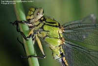 Grøn Kølleguldsmed (Ophiogomphus cecilia ) Foto/billede af