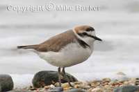 Kentish Plover (Charadrius alexandrinus)