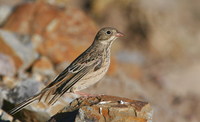 Emberiza hortulana