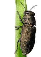 Anthaxia quadripunctata