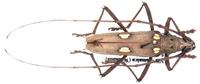Eburia tetrastalacta