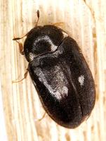Attagenus pellio