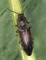 Actenicerus siaelandicus