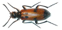Mylabris kodymi