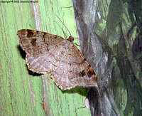 Macaria liturata - Tawny-barred Angle