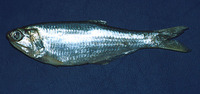 Anchovia clupeoides, Zabaleta anchovy: fisheries, bait