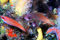Paracheilinus hemitaeniatus, : aquarium