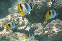 Chaetodon ulietensis, Pacific double-saddle butterflyfish: fisheries, aquarium