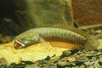 Channa asiatica, Small snakehead: