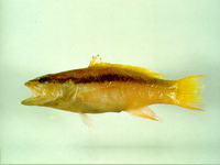 Liopropoma latifasciatum, Blackstripe basslet: