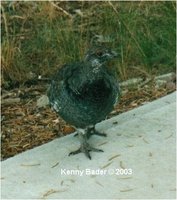 Blue Grouse Dendragapus obscurus