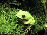 Red-eyed tree frog (Agalychnis callidryas)