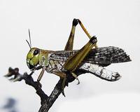 Locusta migratoria - Migratory locust