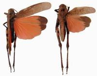 Psophus stridulus