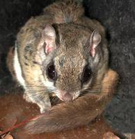 Image of: Glaucomys sabrinus (northern flying squirrel)