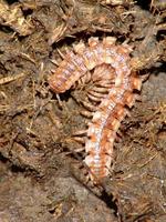 Polydesmus complanatus