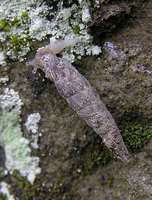 Balea biplicata