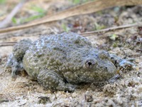 Bombina variegata - Yellow-Bellied Toad