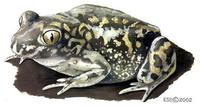 Image of: Scaphiopus couchii (Couch's spadefoot toad)
