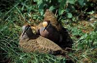 Phaps chalcoptera - Common Bronzewing