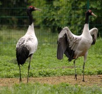 Grus nigricollis - Black-necked Crane