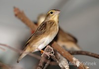 Euplectes franciscanus - Orange Bishop