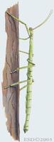 Image of: Carausius morosus