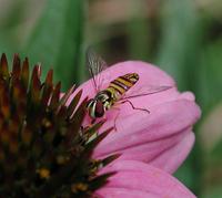 Image of: Syrphidae (flower flies and syrphid flies)