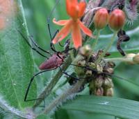 Image of: Opiliones (daddy longlegs and harvestmen)