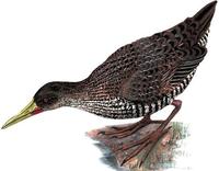 Image of: Pardirallus maculatus (spotted rail)