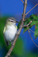 Image of: Vireo olivaceus (red-eyed vireo)