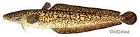 Image of: Lota lota (burbot)
