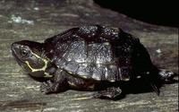 Image of: Sternotherus odoratus (common musk turtle)